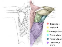 Мышцы плеча